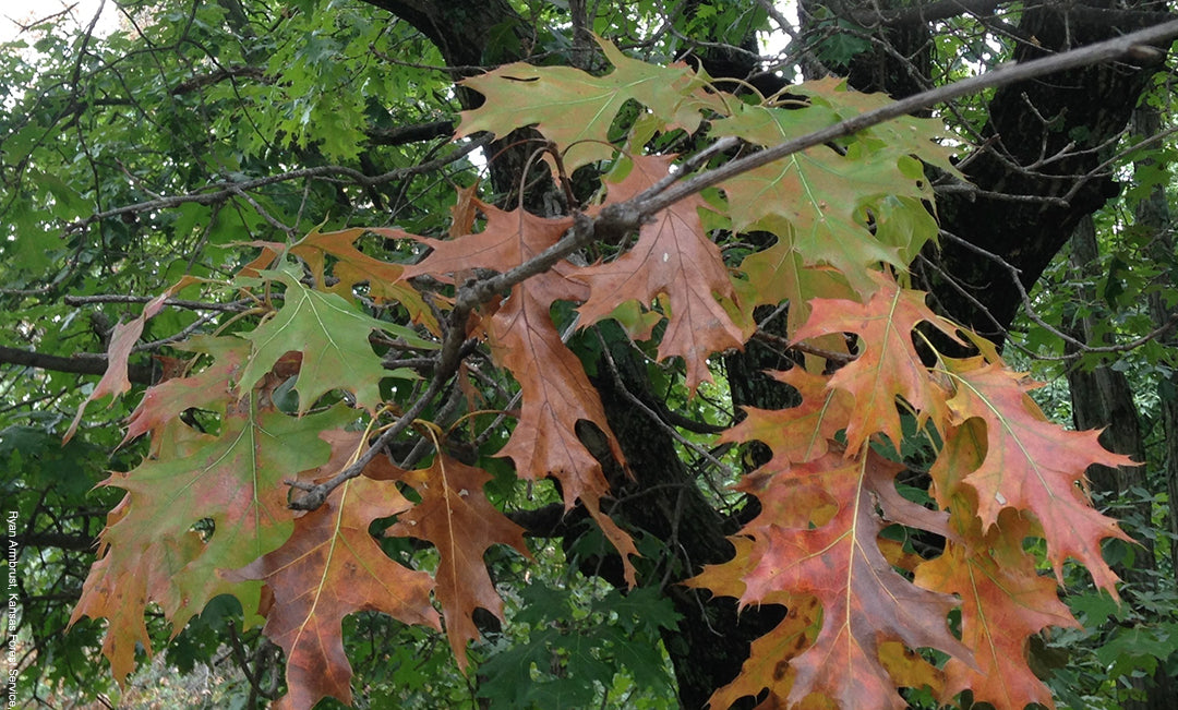 Have you seen these symptoms? Oak wilt has arrived in Ontario. Little