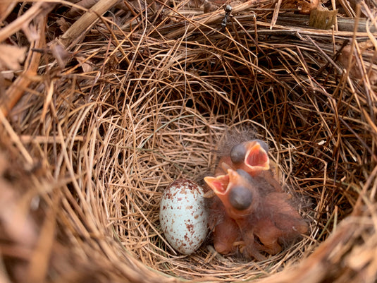 Birdscaping with pocket forests