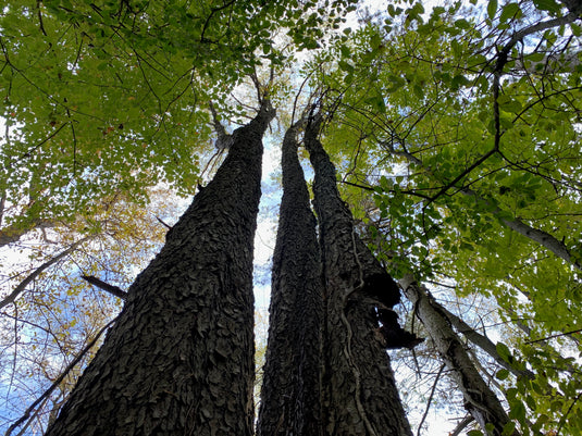 Conversations with land, trees, and non-human others