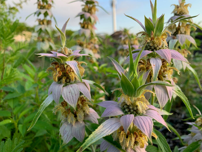 Pocket meadows for insects and birds