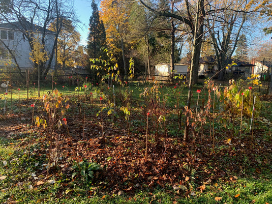 Everyone loves a Pocket Forest!