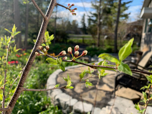 American Plum next to house