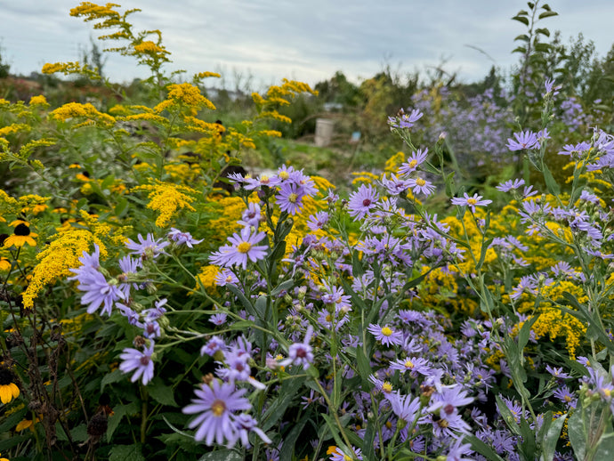 Reimagine your yard