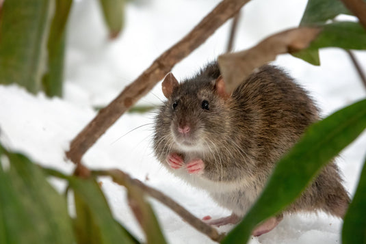 brown rat sitting on hind legs on snow, looking at the viewer