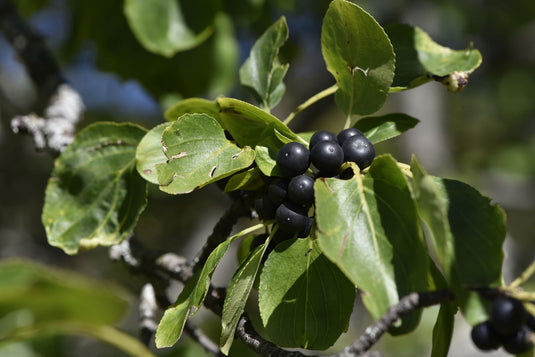 closeup of buckthorn leaves with a bunch of glossy black berries