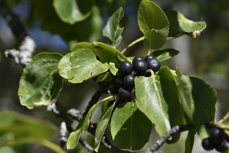 closeup of buckthorn leaves with a bunch of glossy black berries