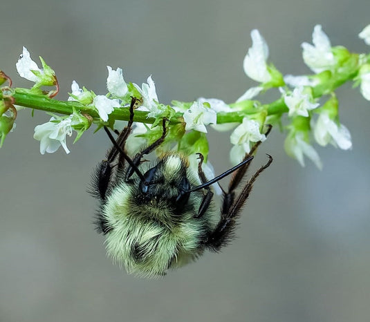 Common Eastern Bumble Bee