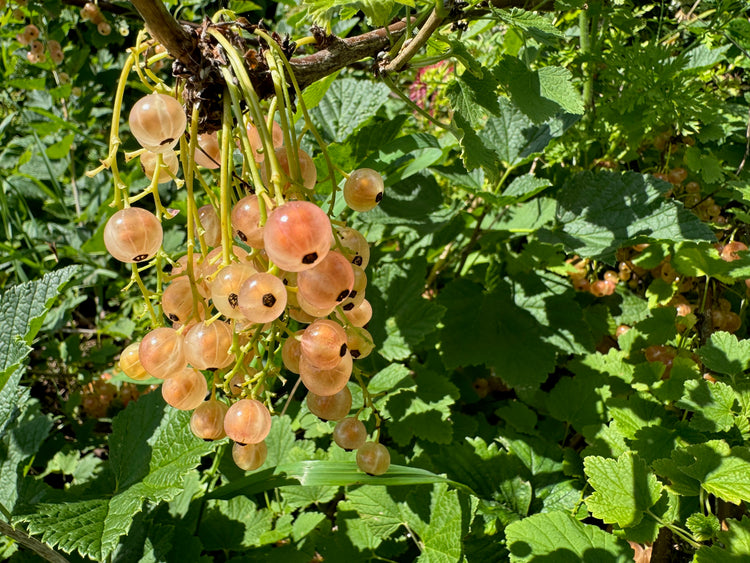 currants in a hedgerow