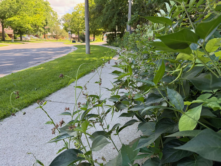 a patch of Dog-strangling vine in flower in the foreground, adjacent to a sidewalk and with the street and a grass boulevard in the background