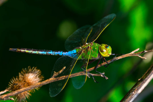 green darner perched on a dead stem by andrewdressel on iNaturalist