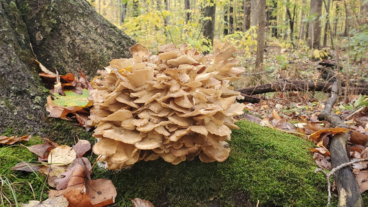 hen of the woods mushroom showing at base of an oak tree with moss in the foreground by nscheerer on iNaturalistnscheerer