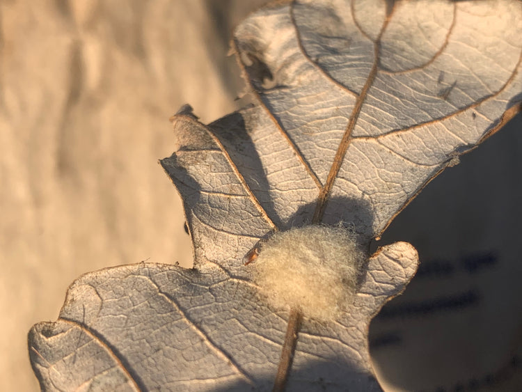 overwintering insect on leaf