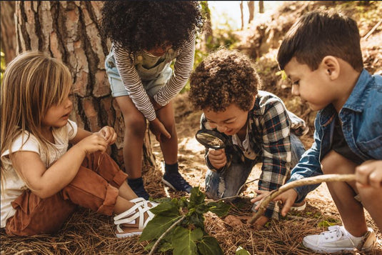 Junior non-fiction that loves Trees, Forests and the Natural World