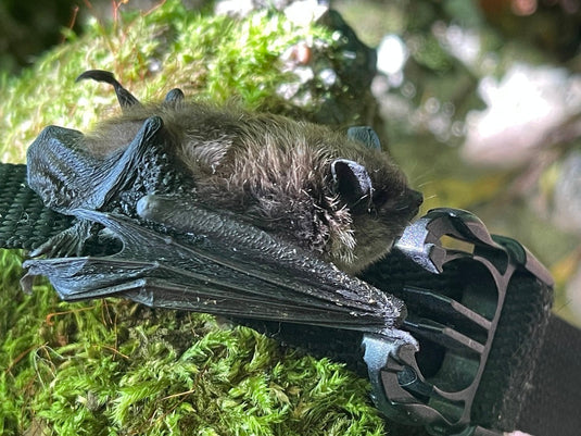 little brown bat on moss by peterboyer on iNaturalist