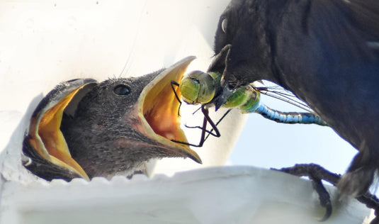 Purple Martin father feeding large green darner dragonfly to baby - photo by Marian Brickner