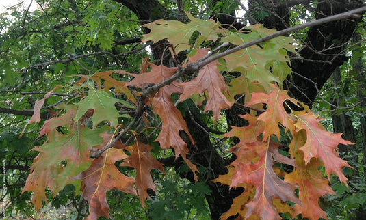 Have you seen these symptoms? Oak wilt has arrived in Ontario.