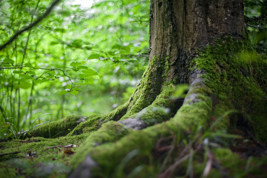 Why I am volunteering with Little Forests Kingston