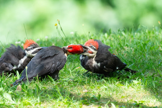 Pileated Woodpecker on grass feeding baby with another baby looking on in the background by kyletansley on iNaturalist