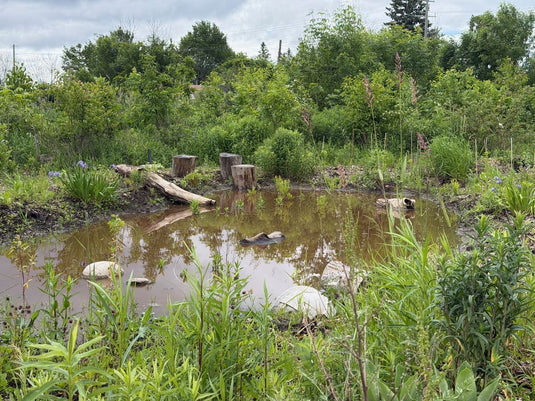 pond surrounded by green vegetation with rocks, stumps, and logs in the water
