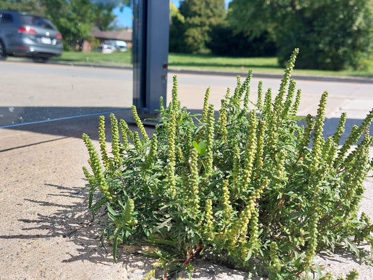 Patch of Ragweed growing in a gap in the concrete by a lightpole on the side of street - by andrew_qiu on iNaturalist.jpeg