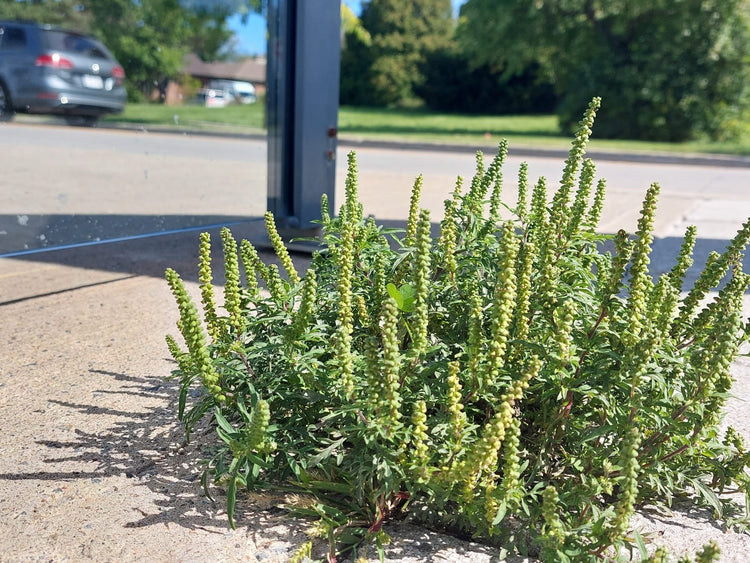 Patch of Ragweed growing in a gap in the concrete by a lightpole on the side of street - by andrew_qiu on iNaturalist.jpeg