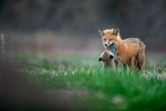 red fox on grass touching noses with kit by kyletansley on iNaturalist