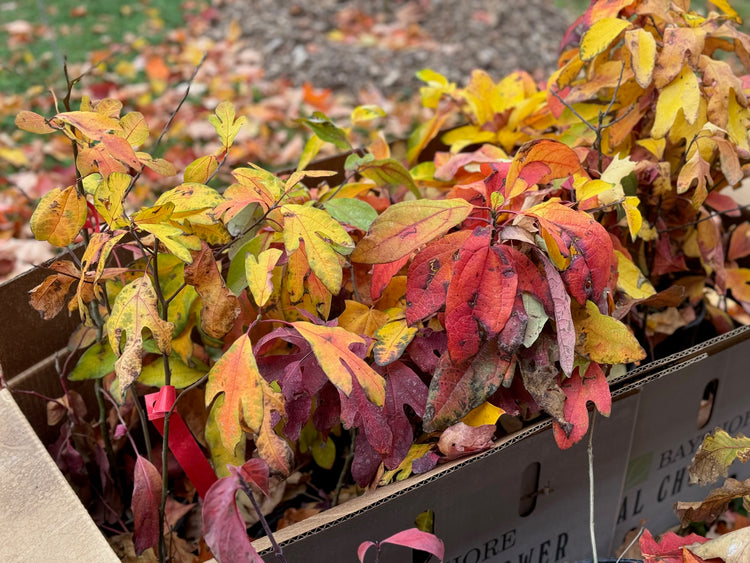 A Carolinian pocket pollinator forest for Lawrence Park