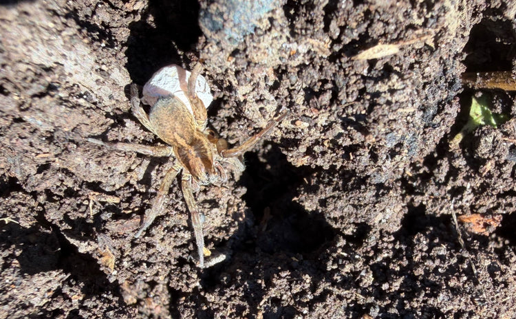 soil with a spider trying to dig in