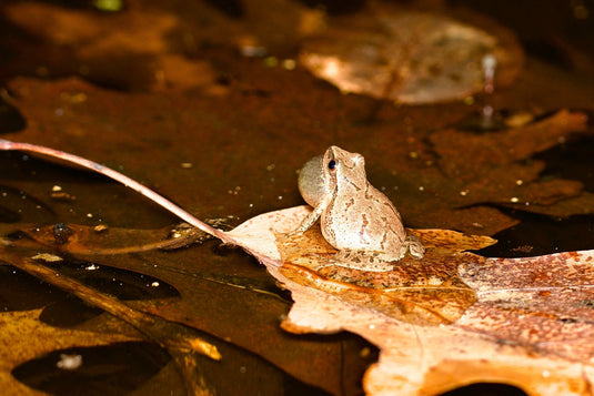 spring peeper on floating old oak leaf singing with puffed out throat by cinnamon325 on iNaturalist