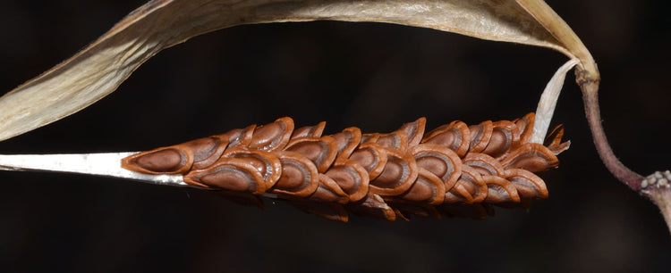 swamp milkweed seedpod with seeds exposed - bymlankford on iNaturalist