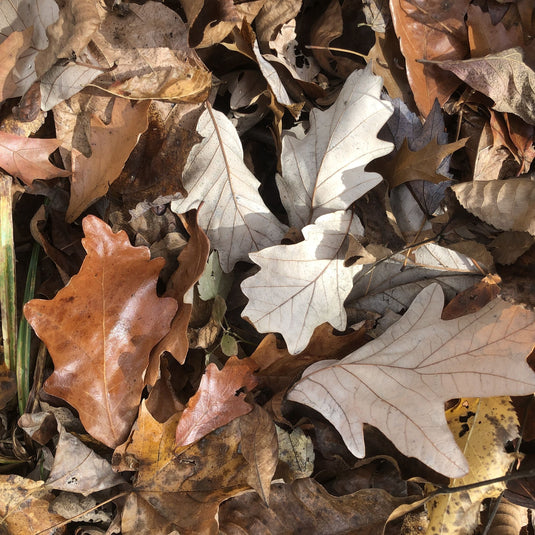 pile of dried swamp white oak leaves on the ground by conboy on iNaturalist