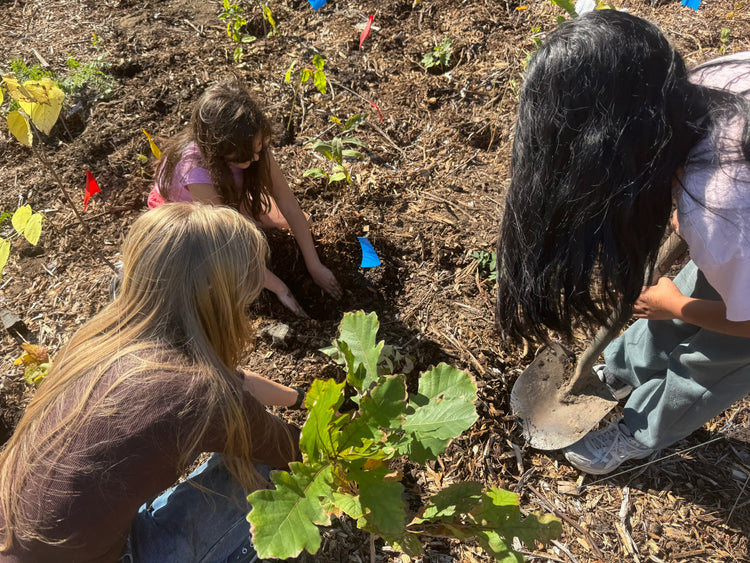 three students, one with a shovel, planting a tree