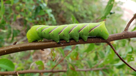 large green wild cherry sphinx caterpillar on a slender branch by llewellynm on iNaturalist