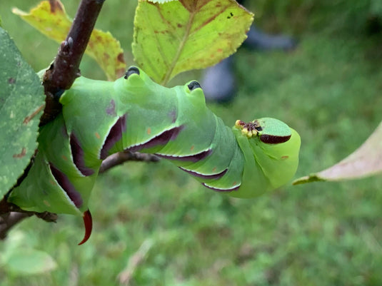 wild cherry sphinx green caterpillar curled arching from a slender branch by blueiris4 on iNaturalist