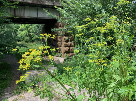 a photo with several yellow flowering umbels of wild parsnip in the foreground, with railway bridge over a creek in the background