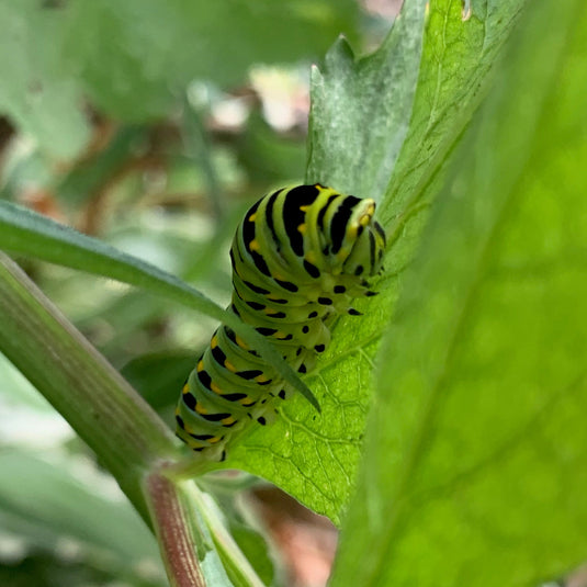 Lepidoptera (caterpillar) eating a tree leaf. Keystone forests are ecological superheroes featuring trees that support the most lepitoptera which in turn support the most birds.