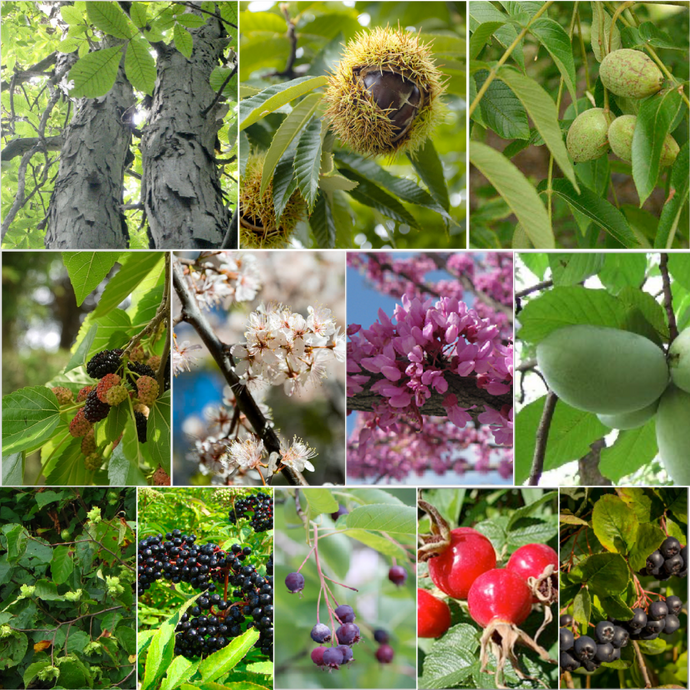 Food Forest: harvest nuts, fruits and berries